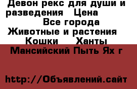 Девон рекс для души и разведения › Цена ­ 20 000 - Все города Животные и растения » Кошки   . Ханты-Мансийский,Пыть-Ях г.